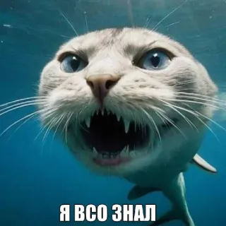 🤩 Я ВСЕ ЗНАЛ cat, shark, animal, funny, meme telegram sticker
