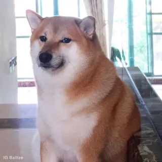 🏷 IG Balltze chó, shiba inu, meme, thú cưng, động vật, Balltze telegram sticker