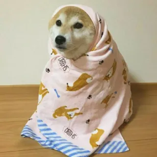 🥶 SHIBA หมา, ชิบะอินุ, ผ้าเช็ดตัว, สัตว์, น่ารัก, สัตว์เลี้ยง whatsapp sticker