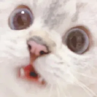 🧸 gatto, animale, meme, scioccato, divertente, animale domestico, felino, carino telegram sticker