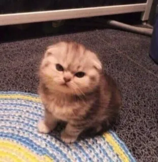 😒 chat, chaton, mignon, Scottish Fold, animal whatsapp sticker