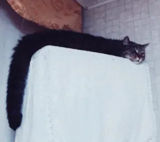 🐍 gato, animal, animal de estimação, gato comprido, gato esticado, gato engraçado whatsapp sticker