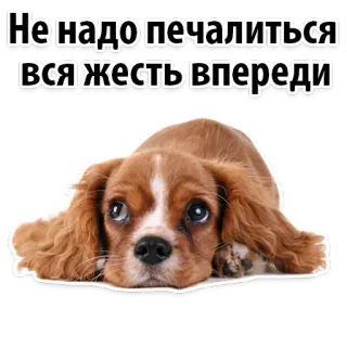 😆 Не надо печалиться всё ещё впереди dog, puppy, cute, russian, text, sticker telegram sticker