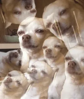 🍫 chien, chihuahua, drôle, mème, mignon, animal, portrait whatsapp sticker