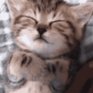 🐱