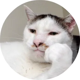😞 고양이, 동물, 생각하는, 애완동물, 귀여운, 애완 telegram sticker
