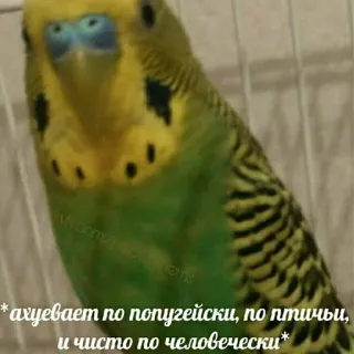 😖 *ахуевает по попугейски, по птичьи, и чисто по человечески* vogel, papegaai, tekst, russisch, dier telegram sticker