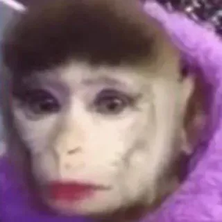 🐵 monyet, makeup, hewan, lucu telegram sticker