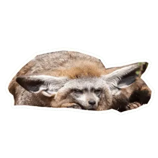🦊 bat-eared fox, animal, wildlife, mammal, fox telegram sticker