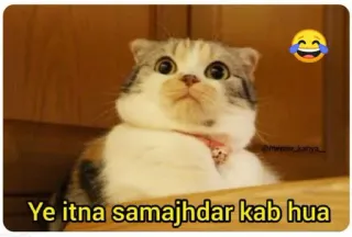 😂 Ye itna samajhdar kab hua cat, meme, funny, pet, animal whatsapp sticker