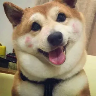 😊 chien, animal de compagnie, animal, mignon, joyeux, Shiba Inu telegram sticker