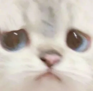 🥺 cat, animal, pet, kitten, cute, blue eyes, white cat telegram sticker