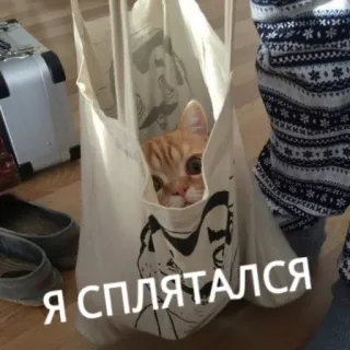 🙃 Я СПЛЯТАЛСЯ gatto, borsa, nascondere, russo, carino whatsapp sticker