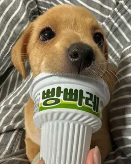 😊 빵빠레 dog, puppy, ice cream, food, cute, animal, pet, Korean telegram sticker