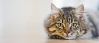🤔 Katze, Haustier, Tier, zahm, süß telegram sticker
