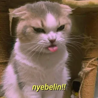 💛 nyebelin!! gato, gatinho, irritante, fofo, animal de estimação, animal, Scottish Fold telegram sticker