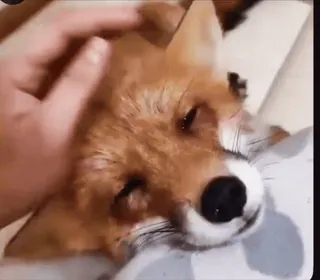 🤩 zorro, animal, mascota, lindo, doméstico telegram sticker