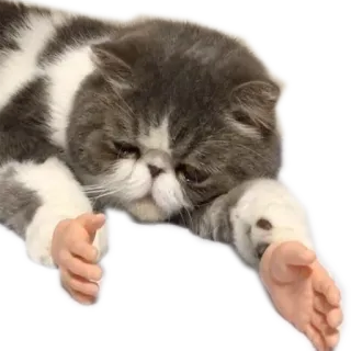 ✌ kucing, tangan manusia, lucu, meme, hewan, peliharaan, imut telegram sticker