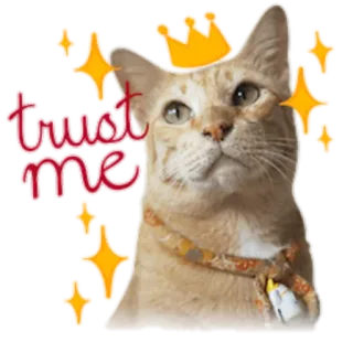 👑 trust me cat, crown, trust, animal, pet telegram sticker