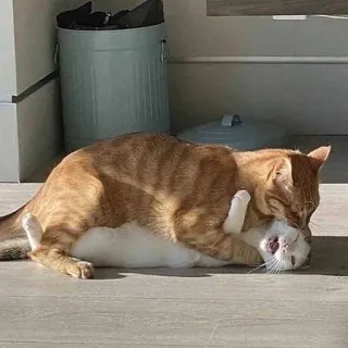 🤗 кот, животные, коты, борьба, игривый telegram sticker