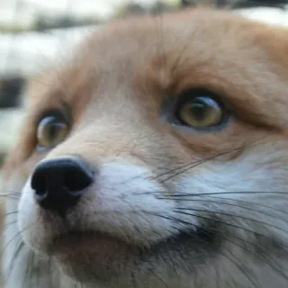 🦊 whatsapp sticker