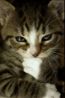😏 chat, chaton, animal, mignon, pensif, animal de compagnie whatsapp sticker