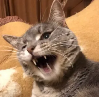 😵 Katze, wütend, Tier, Meme, lustig, Haustier telegram sticker