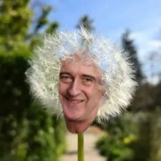 😁 Brian May Brian May, tarassaco, Queen, musicista, divertente, natura telegram sticker