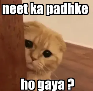 👀 neet ka padhke
ho gaya ? gato, meme, divertido, texto, humor telegram sticker