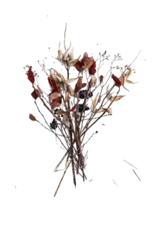 🌟 bloemen, boeket, droogbloemen, natuur, bloemen telegram sticker