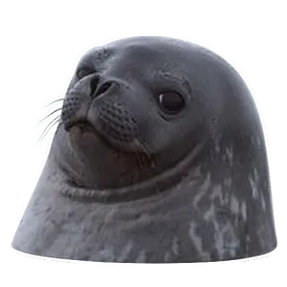 😐 foca, animale, carino, mammifero, oceano telegram sticker