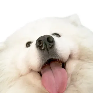 😛 cane, samoiedo, carino, animale, animale domestico, soffice, bianco, lingua telegram sticker