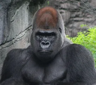 😐 gorilla, scimmia, animale, primate, mammifero, fauna selvatica, zoo telegram sticker