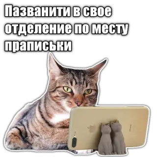 🏘 Пазванити в свое отделение по месту праписки cat, phone, text, animal, sticker telegram sticker