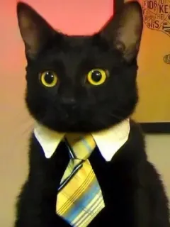 🤩 kucing, anak kucing, kucing hitam, kucing bisnis, dasi, dasi kuning, kantor telegram sticker