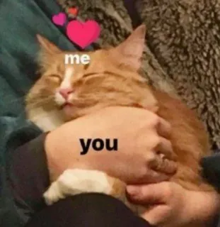 ❤️ me
you кот, любовь, питомец, милый, объятие, отношения, рыжий кот telegram sticker