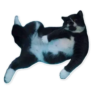 😴 chat, animal, noir et blanc, animal de compagnie, animal domestique, mammifère, félin, joueur telegram sticker
