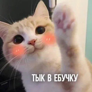 😝 ТЫК В ЕБУЧКУ แมว, น่ารัก, สัตว์, ก้าวร้าว telegram sticker
