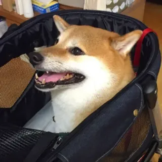 🏷 chó, shiba inu, thú cưng, động vật, xe đẩy chó telegram sticker