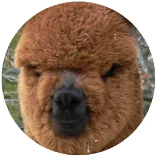 😠 llama, alpaca, animal, cute, mammal, portrait whatsapp sticker