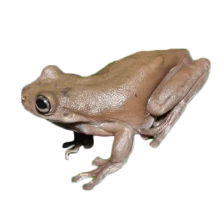 🐸 カエル, 両生類, 動物, 野生動物, 自然 telegram sticker