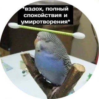 🙂 *вздох, полный спокойствия и умиротворения* vogel, kalm, vredig, wattenstaafje, grasparkiet telegram sticker