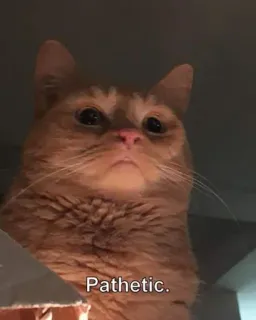 Cat meme*-* telegram stickers
