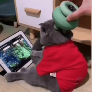 🐾 gato, animal de estimação, animal, tablet, brinquedo, humor, fofo telegram sticker