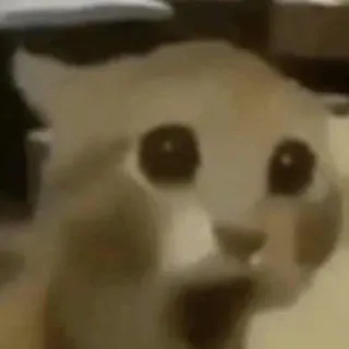 😨 Pikachu cat whatsapp sticker