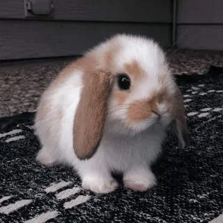 🌟 bunny, rabbit, cute, animal, pet, lop-eared whatsapp sticker