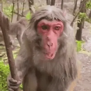 🤔 macaco, animal, natureza, primate, vida selvagem, mamífero whatsapp sticker