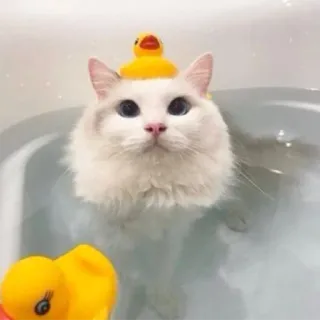 🐥 chat, canard, bain, mignon, animal, eau telegram sticker