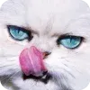 Animals6  @visualdosevi telegram emojis 🤩