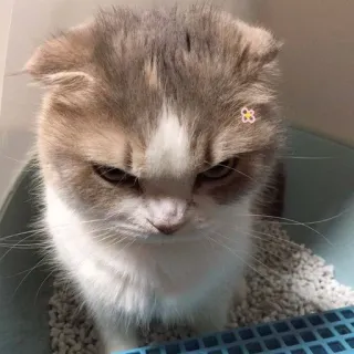 🐈 猫, 小猫, 动物, 宠物, 可爱, 花 telegram sticker
